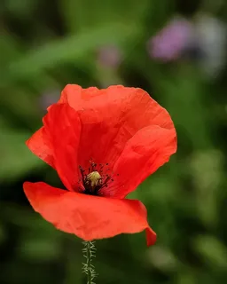 罂粟,花,红色,花的,自然,花园,花瓣 罂粟,花,红色,花的,自然,花园,花瓣