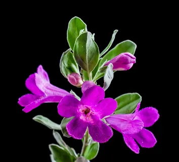 野花，花，开花，紫色