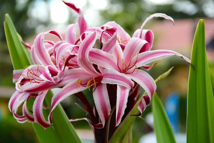 百合，开花，花，自然，夏天