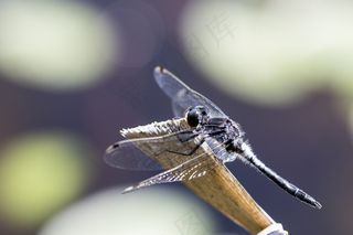 宏，性质，渺小，昆虫，Bug，野生动物，翼，飞