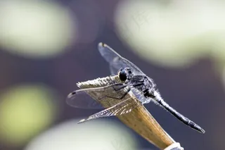 宏，性质，渺小，昆虫，Bug，野生动物，翼，飞