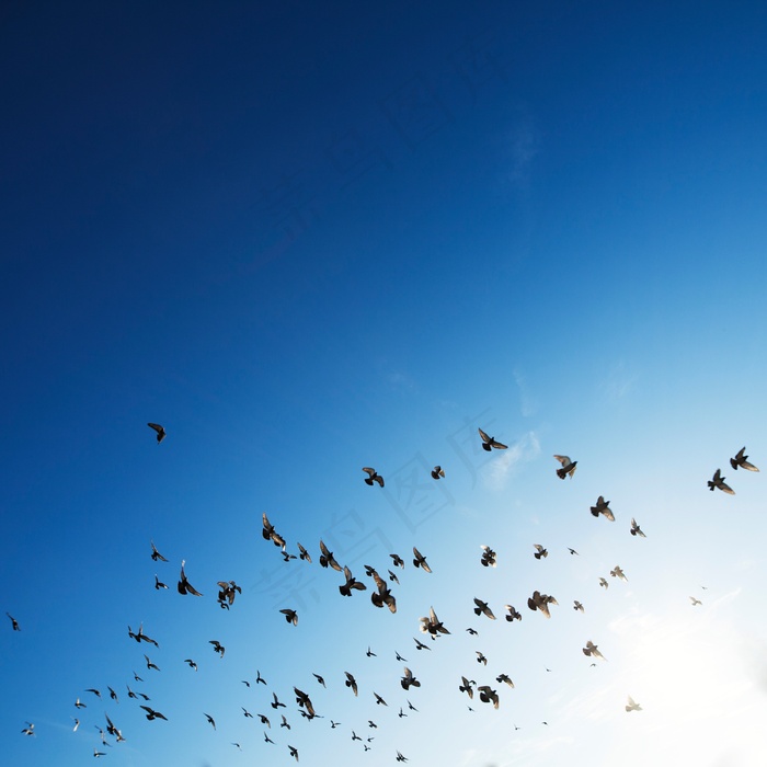 群，鸟，群，几个，动物，自然，天空