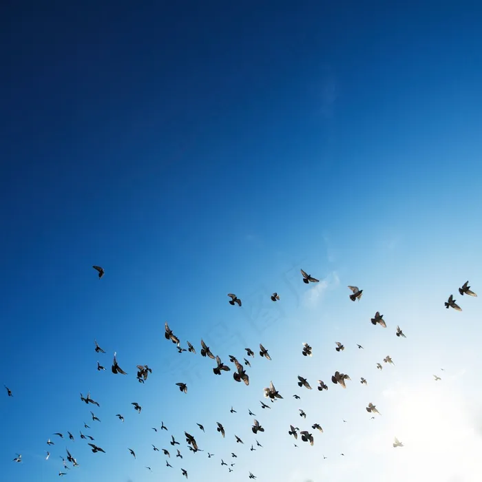 群，鸟，群，几个，动物，自然，天空