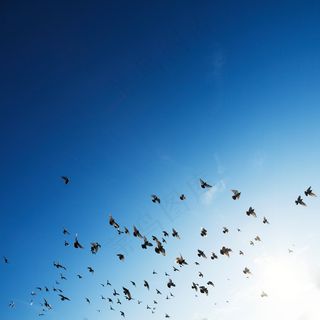 群，鸟，群，几个，动物，自然，天空