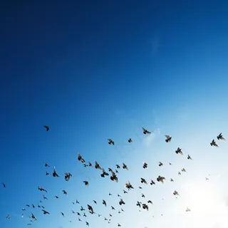 群，鸟，群，几个，动物，自然，天空