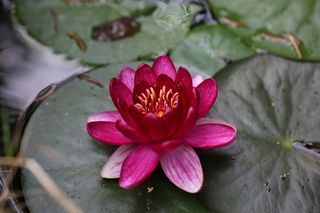 花，睡莲，Nuphar Lutea，水生植物