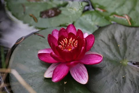 花,睡莲,Nuphar Lutea,水生植物 花,睡莲,Nuphar Lutea,水生植物