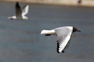 海鸥，飞行，鸟飞，飞，翅膀，羽毛，野生动物