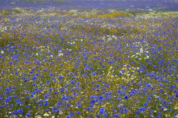 矢车菊，Kornblumenfeld，夏天，步行，自然
