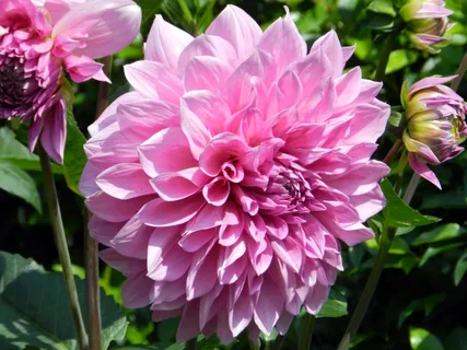 花,花园,植物学家 花,花园,植物学家