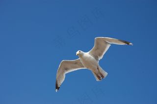 鸟飞，海鸥，天空，性质，鸟，比尔，飞，关闭