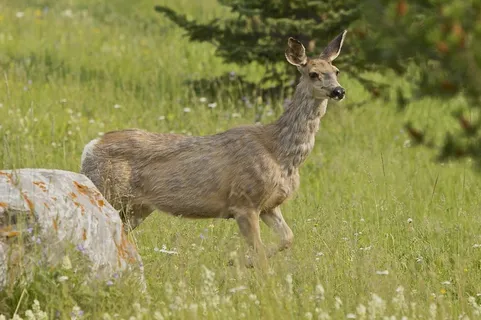 鹿,山,艾伯塔省,自然,动物,野生动物 鹿,山,艾伯塔省,自然,动物,野生动物