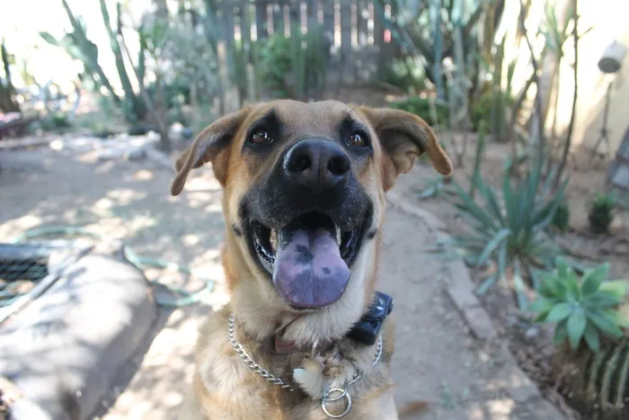 德国牧羊犬，宠物，狗，动物，犬，家养