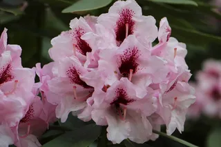 鲜花，自然，颜色，美丽，开花，盛开