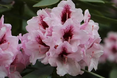 鲜花,自然,颜色,美丽,开花,盛开 鲜花,自然,颜色,美丽,开花,盛开