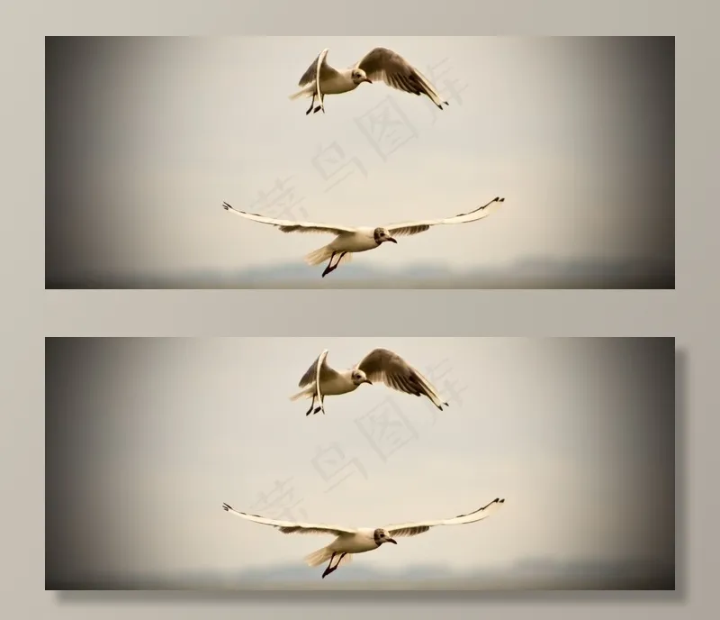 海鸥,红嘴鸥,黑嘴鸥,吸顶灯,燕鸥,在飞行中的海鸥
