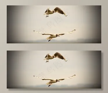 海鸥,红嘴鸥,黑嘴鸥,吸顶灯,燕鸥,在飞行中的海鸥