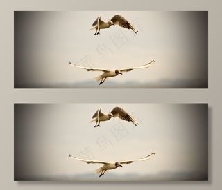 海鸥,红嘴鸥,黑嘴鸥,吸顶灯,燕鸥,在飞行中的海鸥