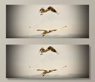 海鸥,红嘴鸥,黑嘴鸥,吸顶灯,燕鸥,在飞行中的海鸥