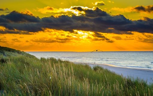 日落，海，鸟，自由，景观，查看天空，橙色