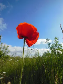 罂粟罂粟，虞美人，红色，野生，开花植物