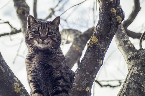 猫,骄傲,自然,鲭鱼,宠物,动物肖像 猫,骄傲,自然,鲭鱼,宠物,动物肖像