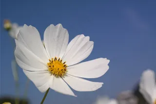 鲜花，波斯菊，秋，天空