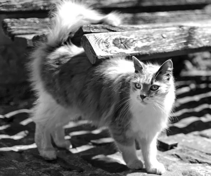 猫，黑白，托斯卡纳