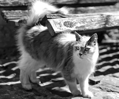 猫,黑白,托斯卡纳 猫,黑白,托斯卡纳