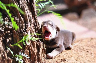 小狗,鸟类,树袋熊,兔子,日本飞鼠,在花园里的树下打呵欠的小狗