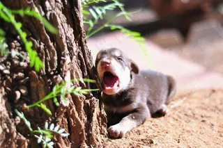 小狗,鸟类,树袋熊,兔子,日本飞鼠,在花园里的树下打呵欠的小狗