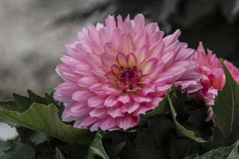 大丽花,花园,花,开花,盛开 大丽花,花园,花,开花,盛开