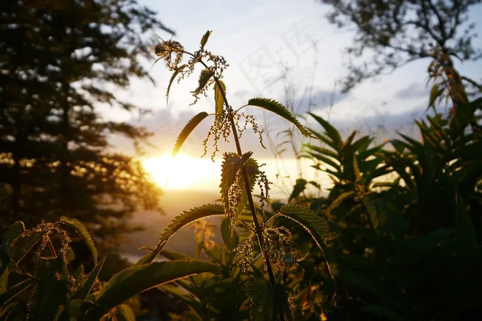 荨麻，日落，Abendstimmung，植物