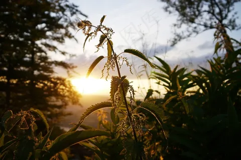荨麻,日落,Abendstimmung,植物 荨麻,日落,Abendstimmung,植物