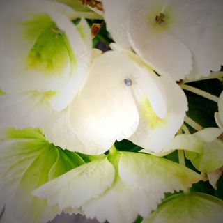 花,绿色,黑黎芦,圣诞节,冬季,植物 花,绿色,黑黎芦,圣诞节,冬季,植物