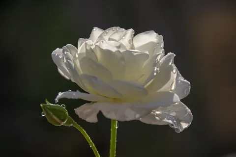 玫瑰,花,灌木玫瑰 玫瑰,花,灌木玫瑰