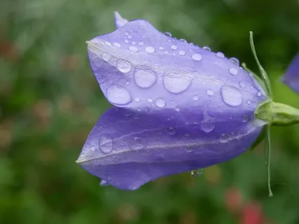 花,永远,Priroda,罗莎,水,滴眼液 花,永远,Priroda,罗莎,水,滴眼液