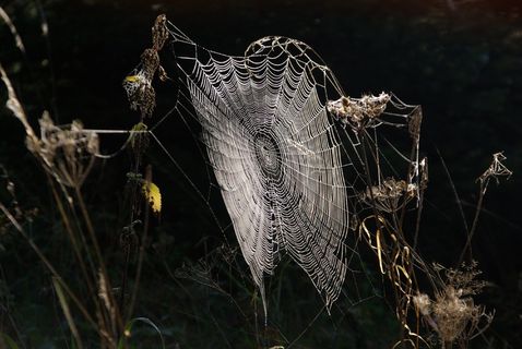 蜘蛛网，蜘蛛网，露水，网络，露珠，案例