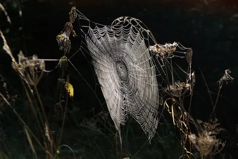 蜘蛛网，蜘蛛网，露水，网络，露珠，案例