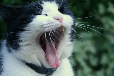 猫,猫,差距,动物,宠物 猫,猫,差距,动物,宠物