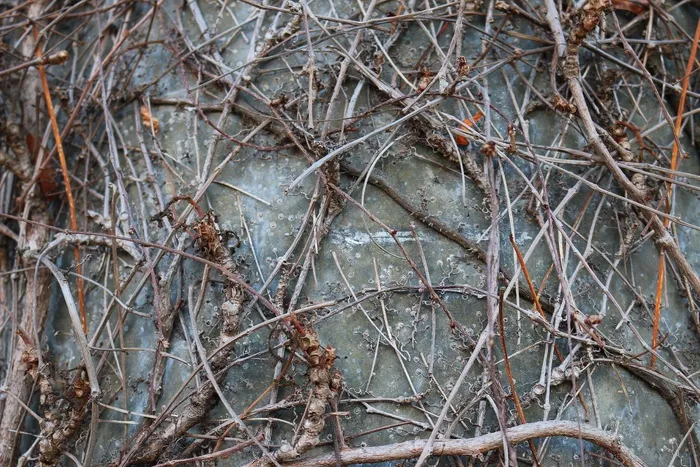 树枝，辫子，审美，植物，Blätterlos，茎