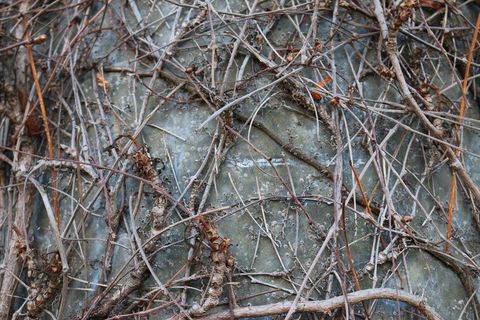 树枝，辫子，审美，植物，Blätterlos，茎