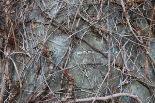 树枝，辫子，审美，植物，Blätterlos，茎