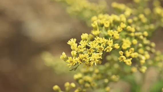 金棒,植物,黄色,观赏植物,鲜花 金棒,植物,黄色,观赏植物,鲜花
