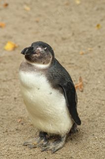 企鹅，节俭，甜，动物，动物园，可爱，自然