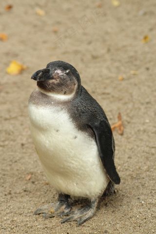 企鹅，节俭，甜，动物，动物园，可爱，自然