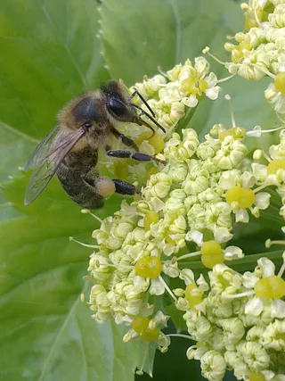 蜜蜂，昆虫，动物