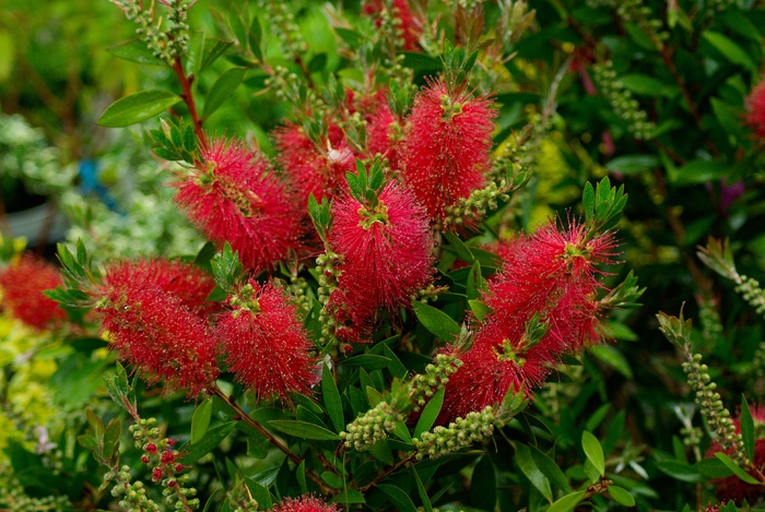 Callistemon Laevis，植物，叶子，花园