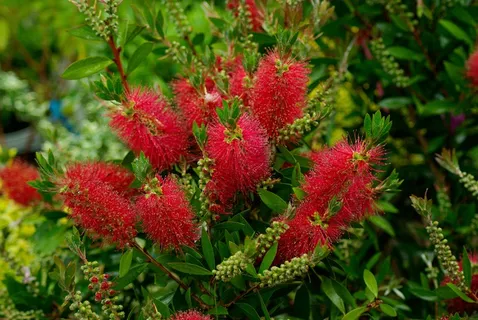 Callistemon Laevis,植物,叶子,花园 Callistemon Laevis,植物,叶子,花园