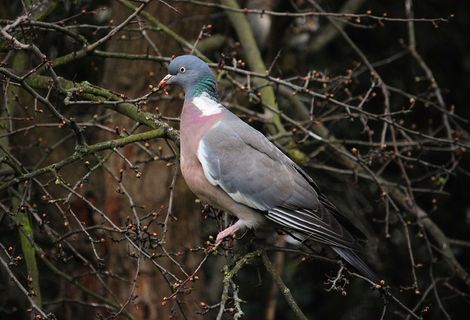 鸽子，鸟，野生动物，翅膀，全身羽毛